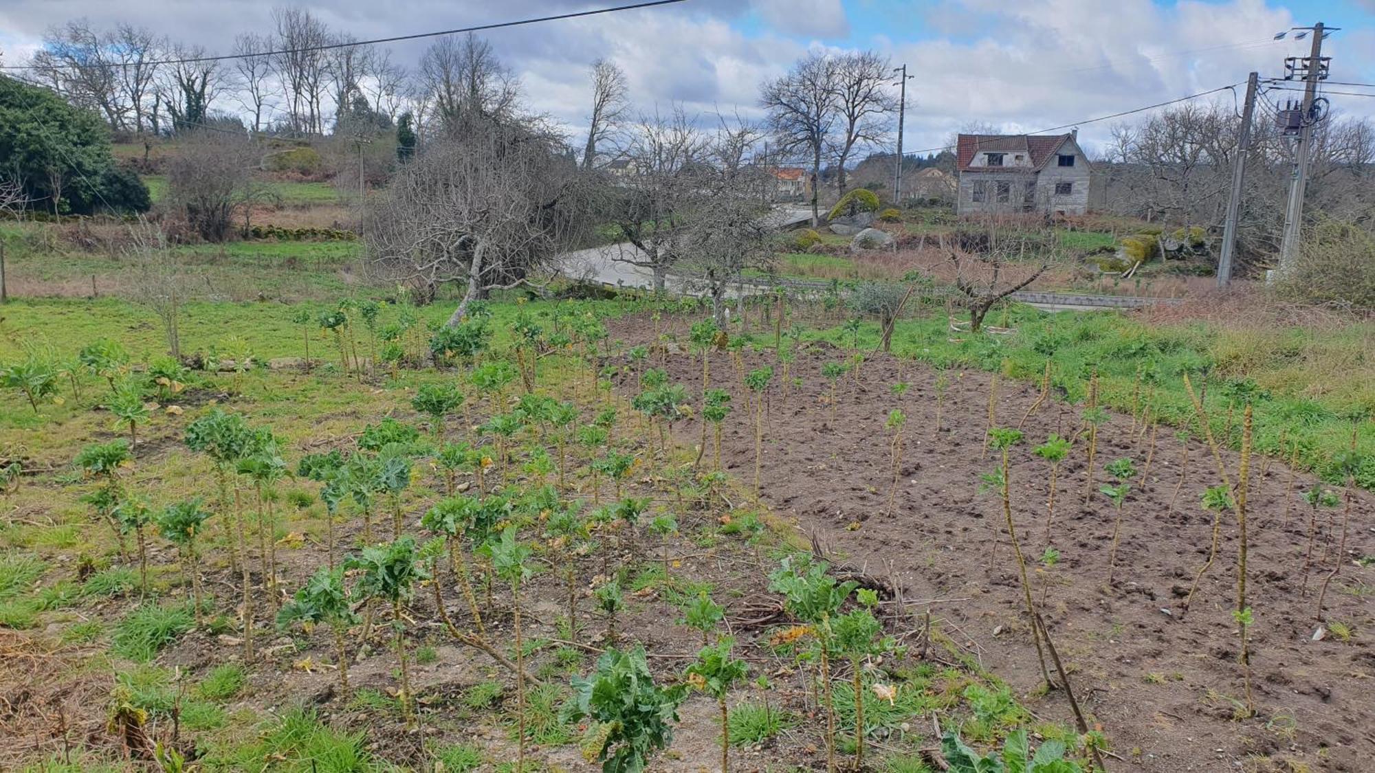 וילה נובה דה פאייבה Apartamento T2 Zona Rural מראה חיצוני תמונה
